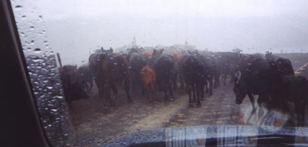 butt end of a cattle drive