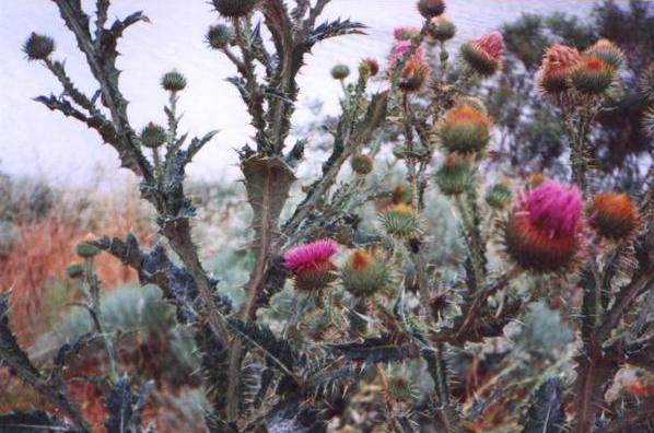 thriving thistle in Snake River Canyon